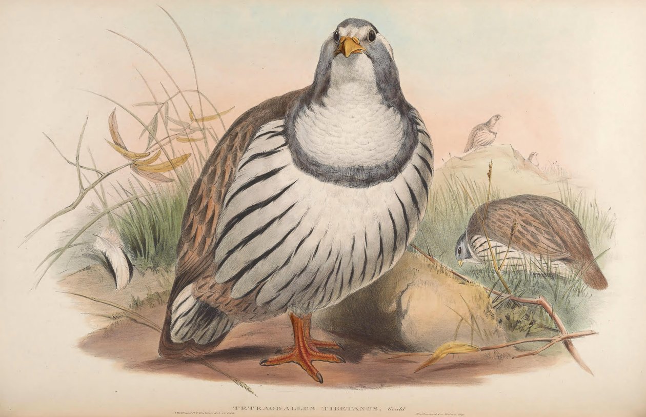 Tetraogallus tibetanus autorstwa John Gould