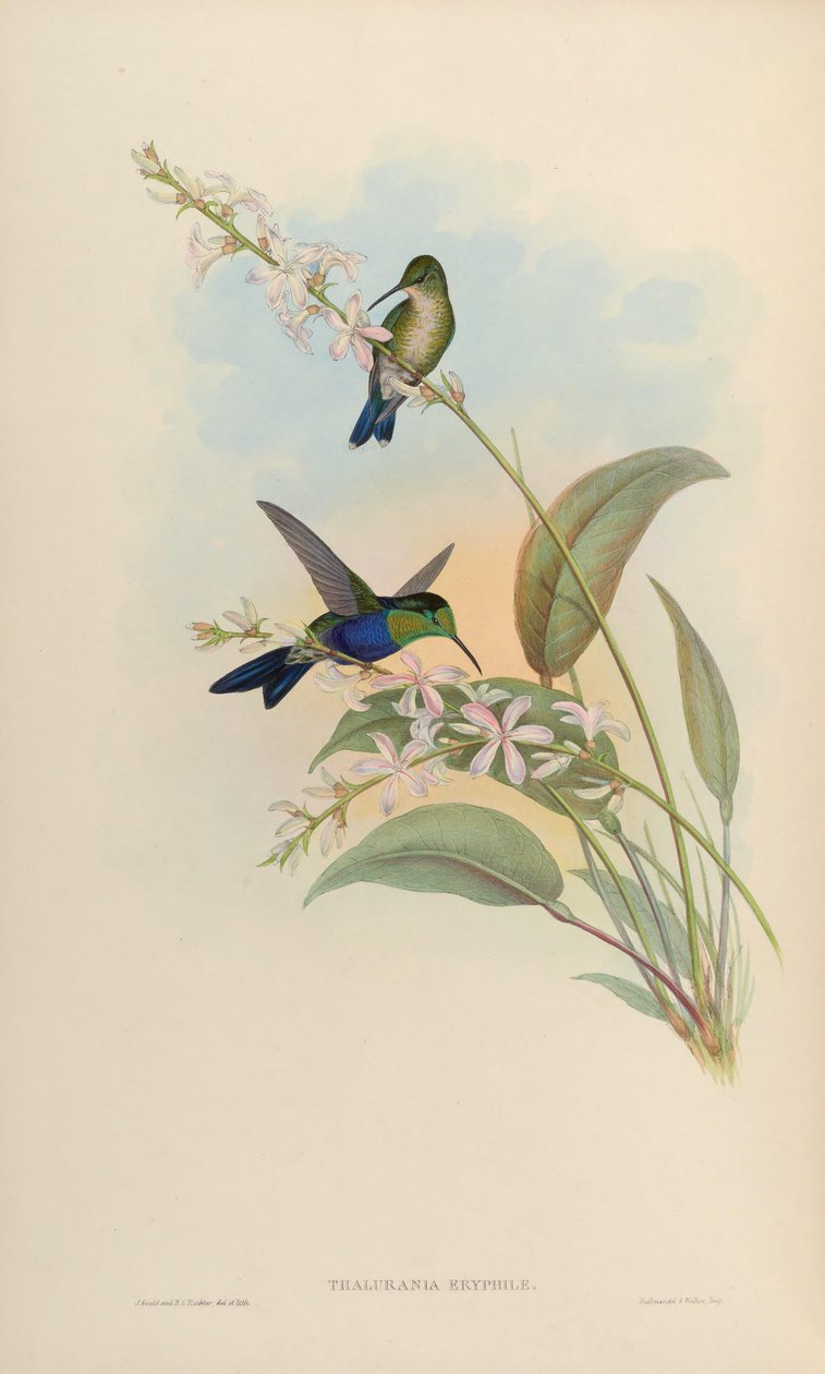 Thalurania eryphile = Thalurania furcata eriphile autorstwa John Gould