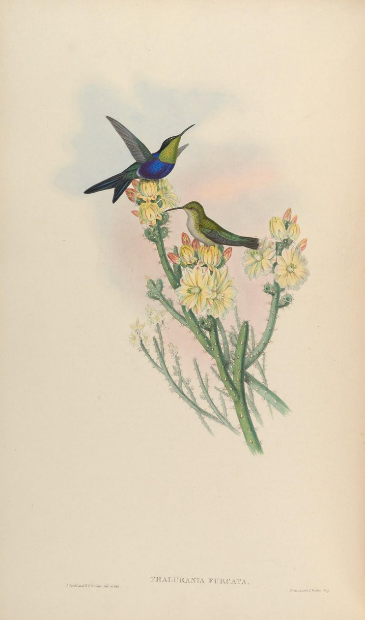 Thalurania furcata autorstwa John Gould