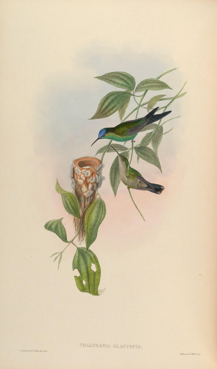 Thalurania glaucopis autorstwa John Gould