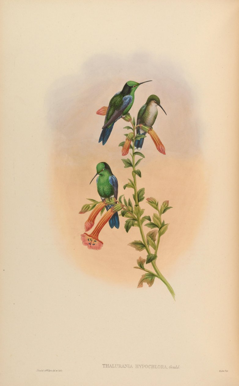 Thalurania hypochlora = Thalurania fannyi hypochlora autorstwa John Gould