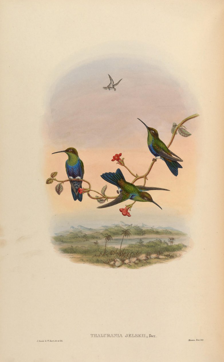 Thalurania jelskii = Thalurania furcata jelskii autorstwa John Gould