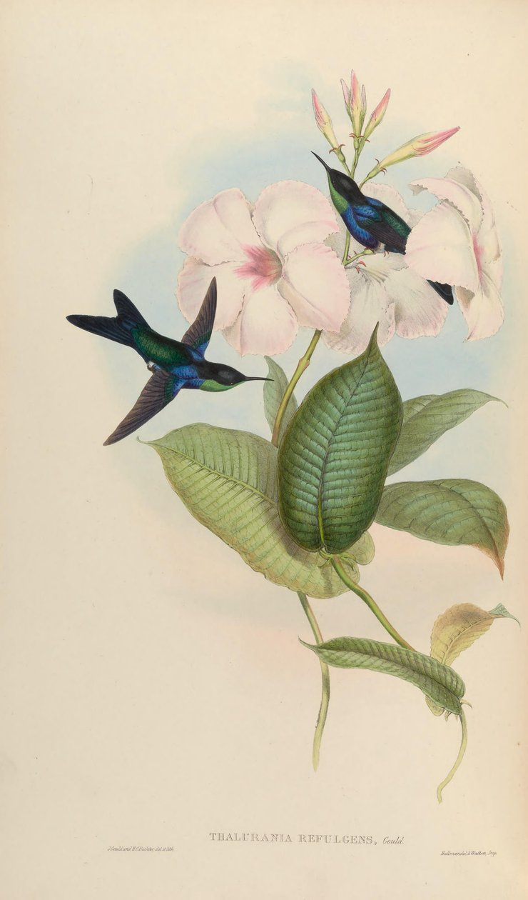 Czerwony Thalurania = autorstwa John Gould