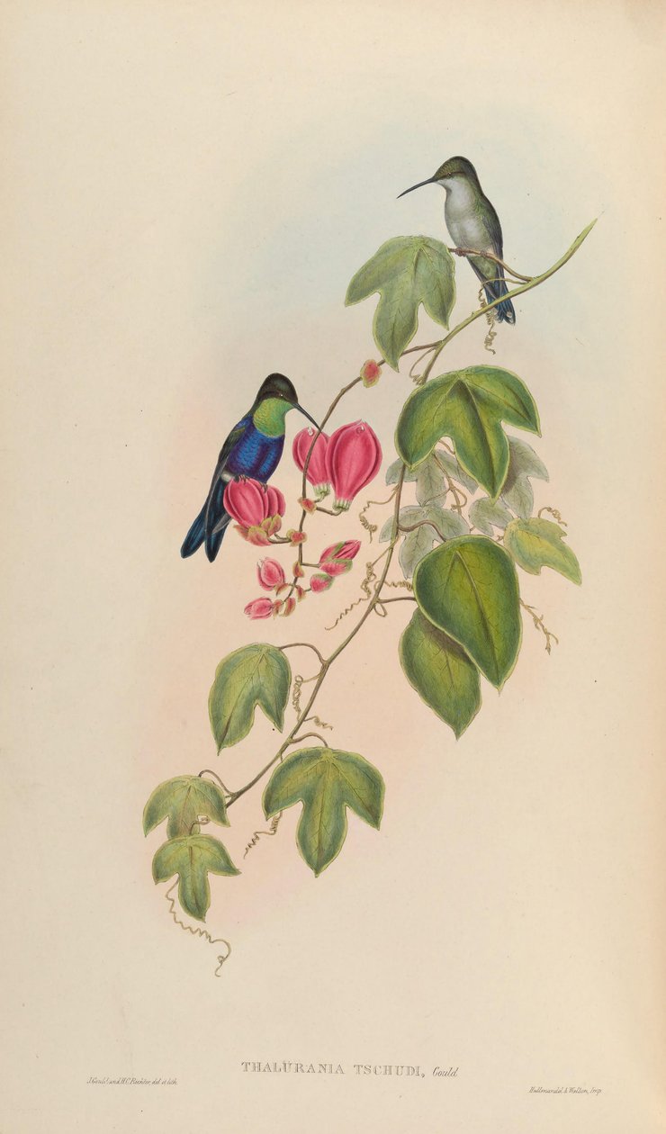Thalurania tschudii = Thalurania furcata nigrofasciata autorstwa John Gould