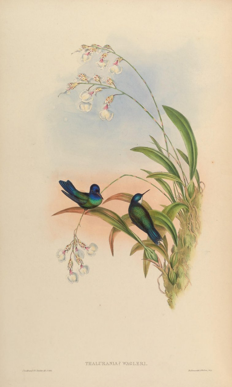 Thalurania wagleri = Cyanophaia bicolor autorstwa John Gould
