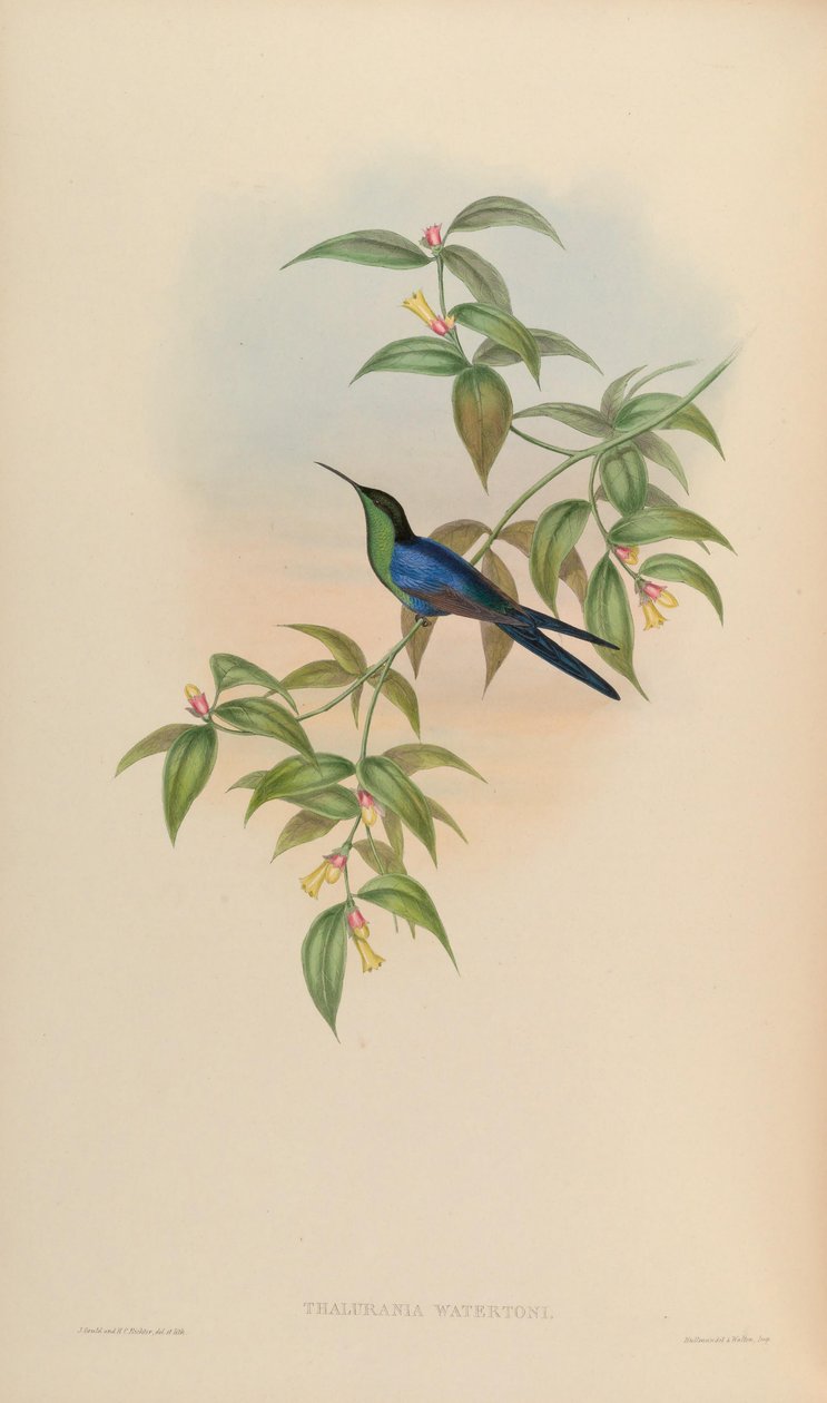 Thalurania watertonii autorstwa John Gould