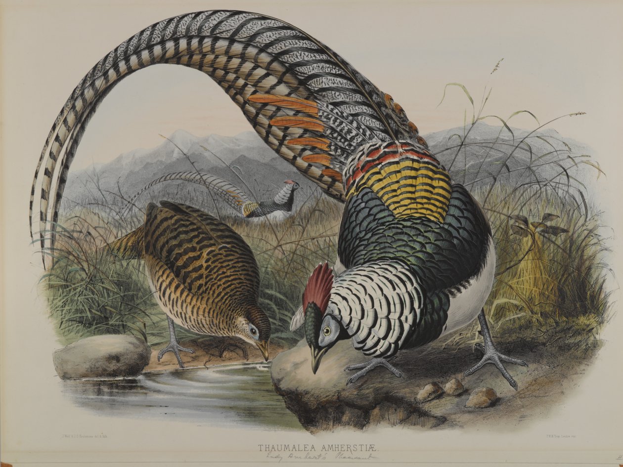 Thaumalea Amherstiae: Bażant Lady Amherts autorstwa John Gould
