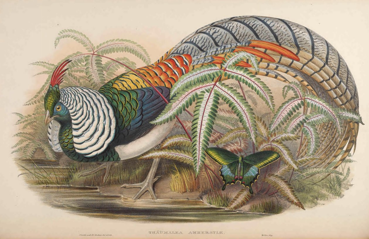 Thaumalea amherstiae = Chrysolophus amherstiae autorstwa John Gould