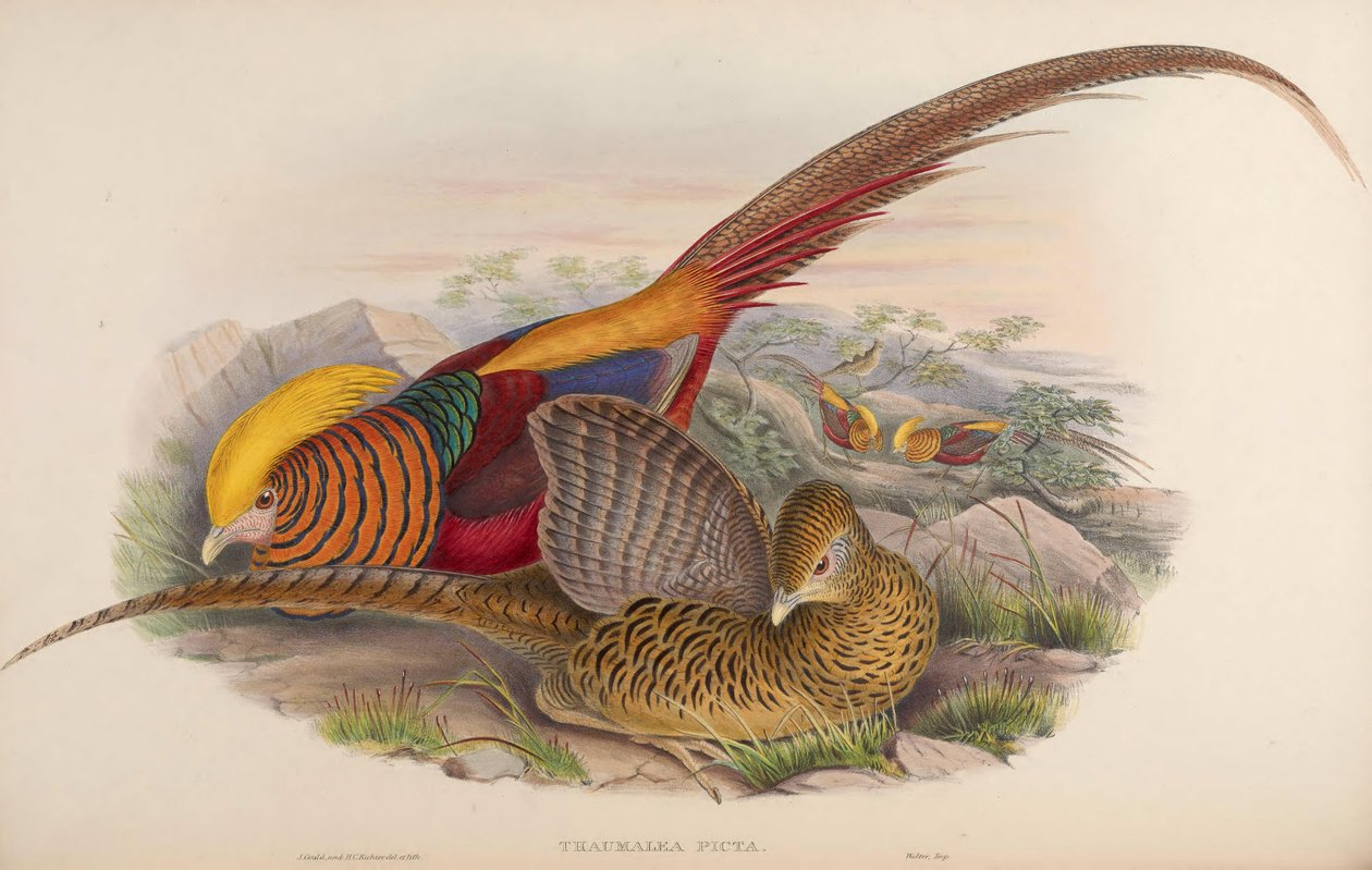 Thaumalea picta = Chrysolophus pictus autorstwa John Gould