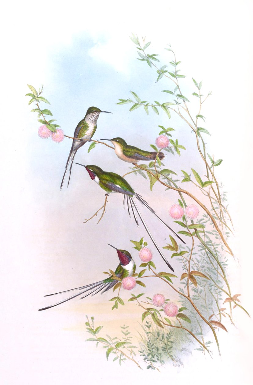 Thaumastura cora w Kolibry Johna Goulda autorstwa John Gould