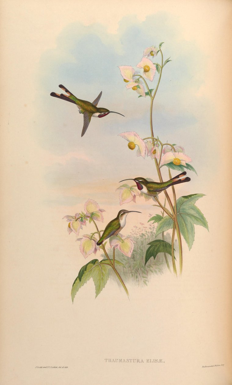 Thaumastura elizae = Doricha eliza autorstwa John Gould