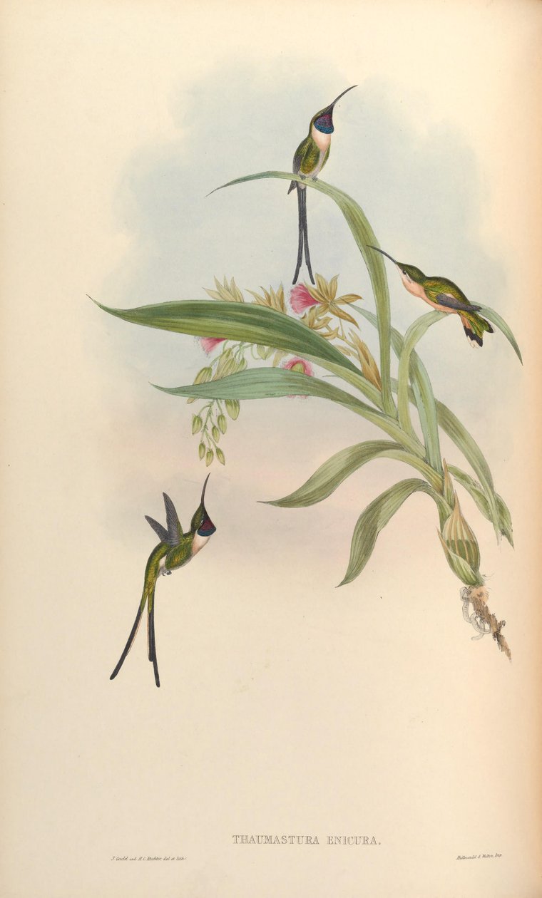 Thaumastura enicura = Doricha enicura autorstwa John Gould