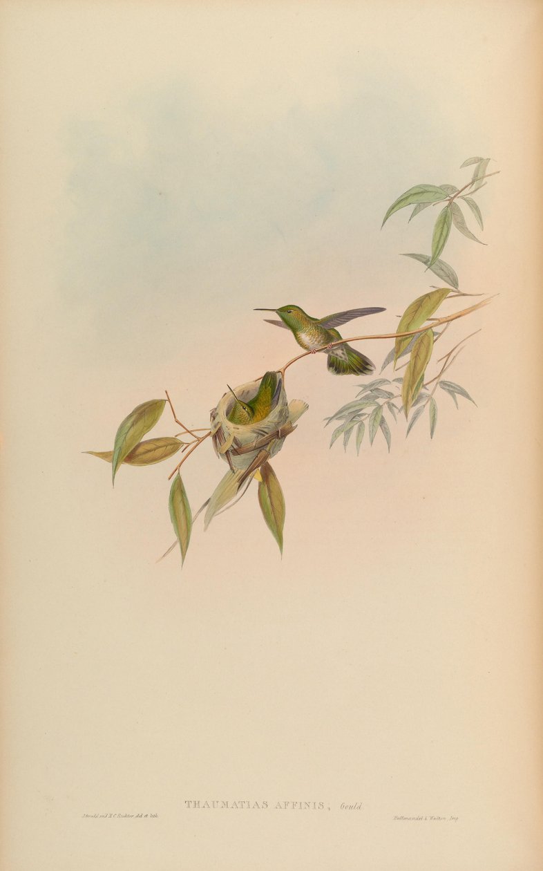 Thaumatias affinis = Amazilia versicolorgould Index autorstwa John Gould