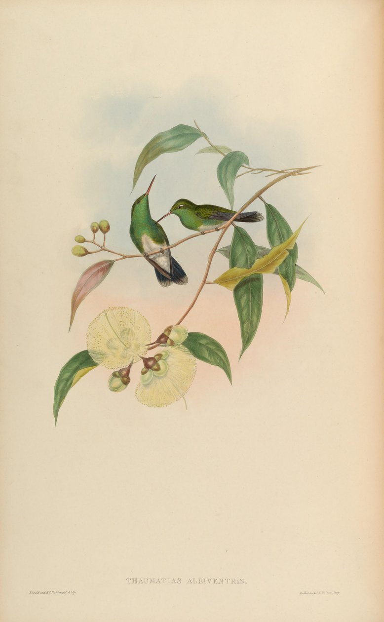 Thaumatias albiventris = Amazilia fimbriata tephrocephala autorstwa John Gould