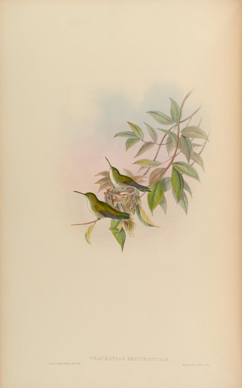 Thaumatias brevirostris = Amazilia brevirostris autorstwa John Gould