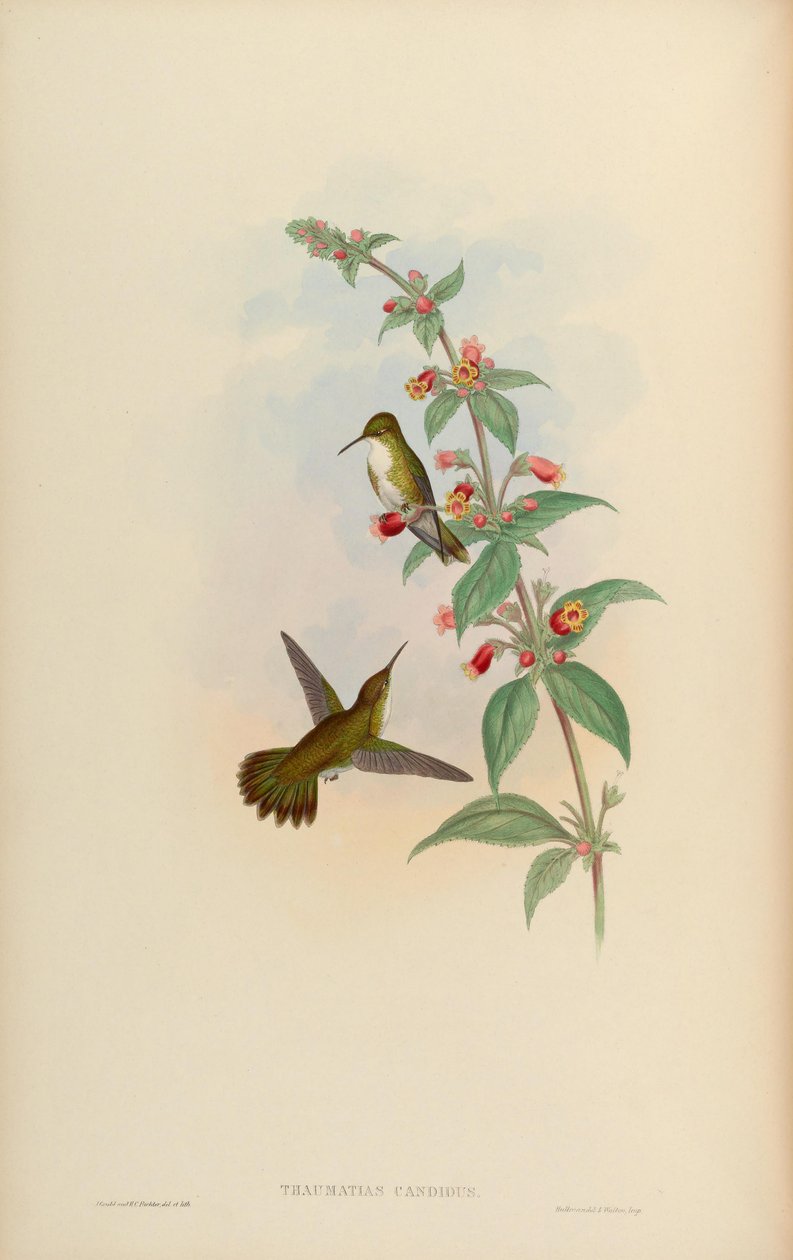 Thaumatias candidus = Amazilia candida autorstwa John Gould
