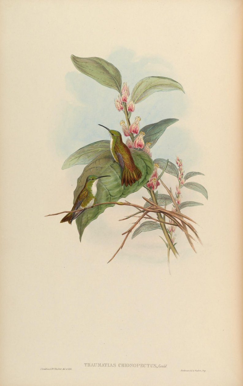 Thaumatias chionurus = Amazilia brevirostris chionopectus autorstwa John Gould