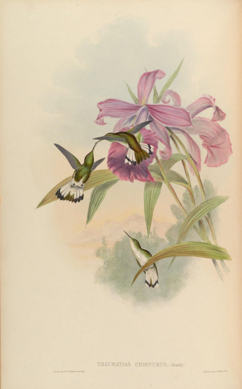 Thaumatias chionurus = Elvira chionura autorstwa John Gould
