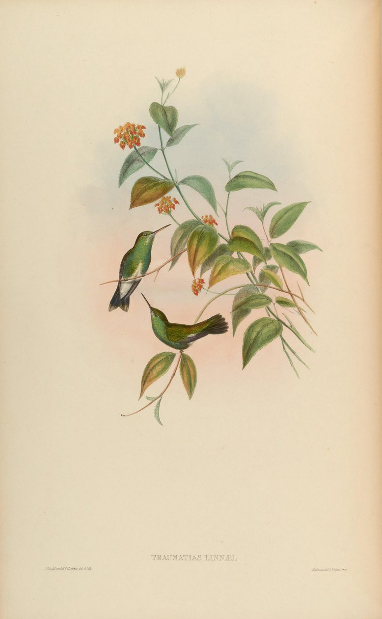 Thaumatias linnaei = Amazillia fimbriata fimbriata autorstwa John Gould