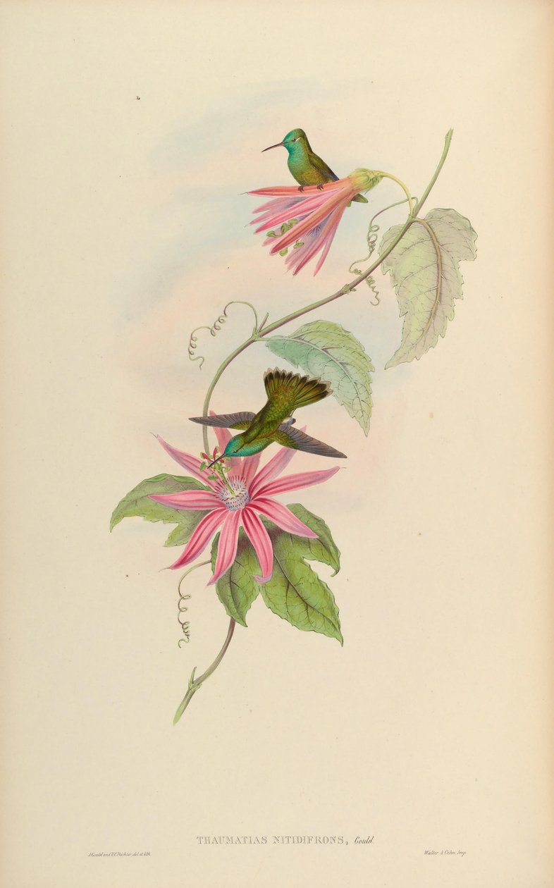 Thaumatias nitidifrons = Amazilia versicolor nitidifrons autorstwa John Gould