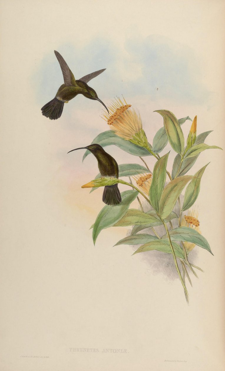 Threnetes antoniae = Threnetes niger niger autorstwa John Gould