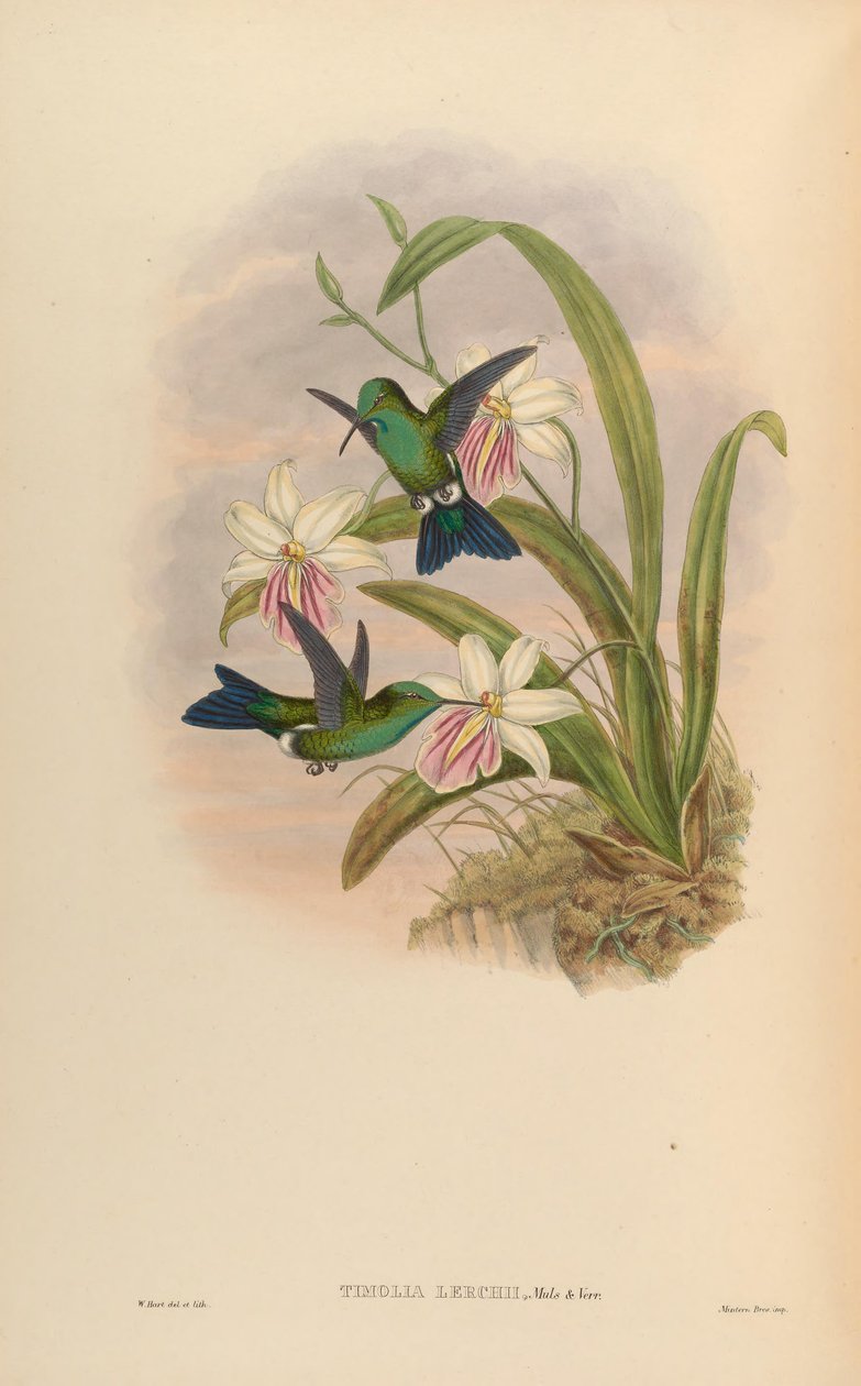 Timolia lerchi = Thalurania furcata x Chrysuronia oenone ? autorstwa John Gould