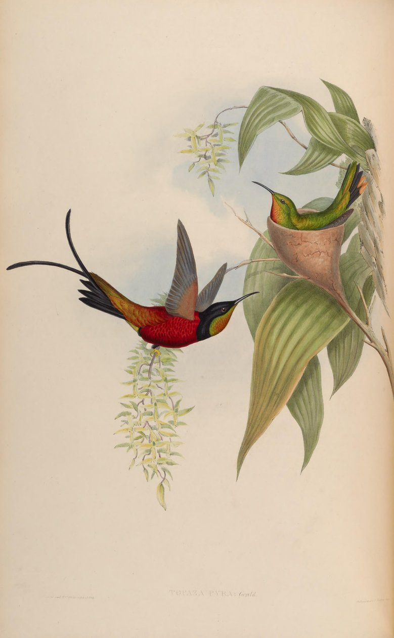 Topaz Pyra autorstwa John Gould