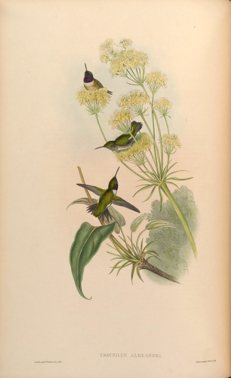 Trochilus alexandri = Archilochus alexandri autorstwa John Gould