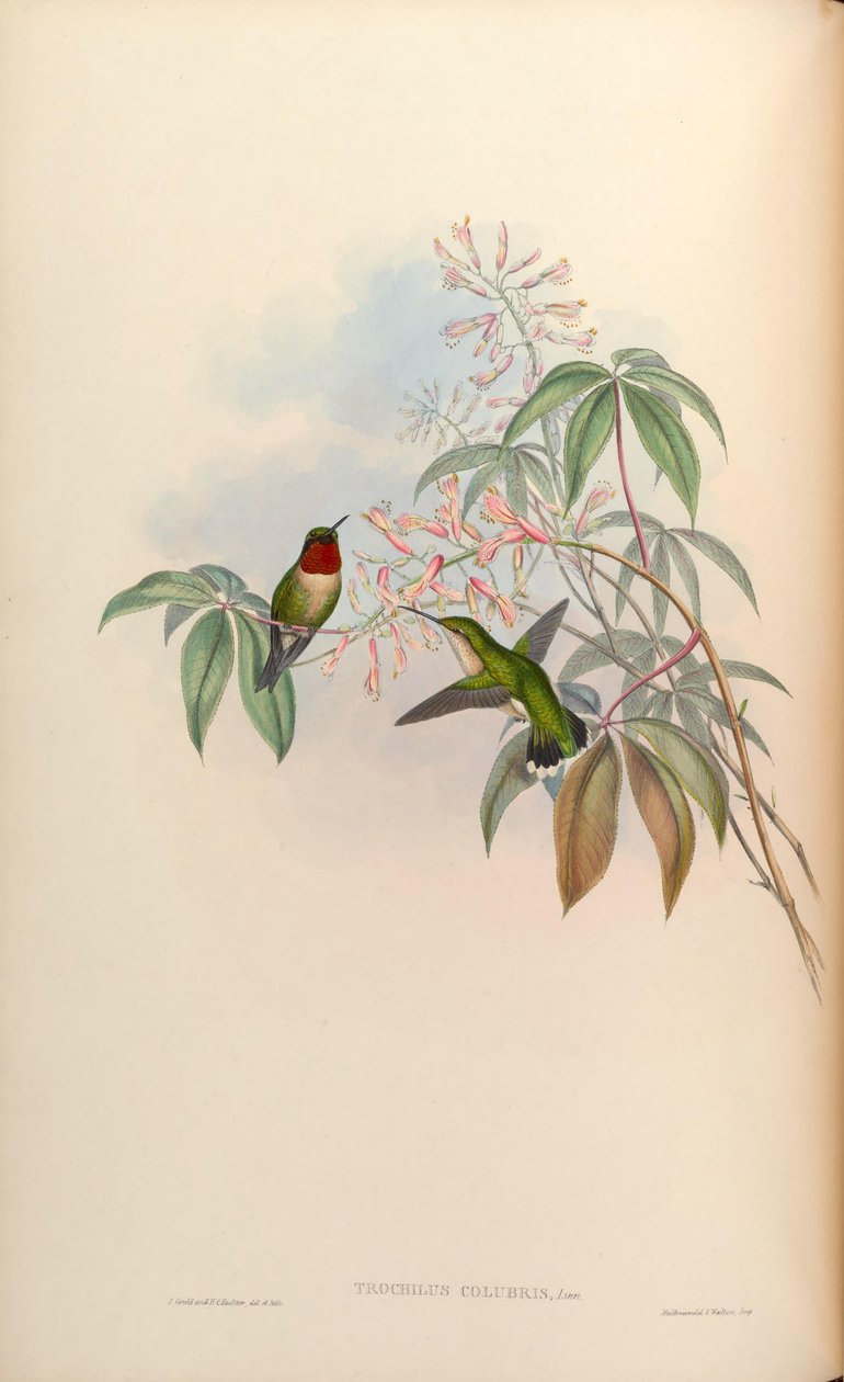 Trochilus colubris = Archilochus colubris autorstwa John Gould