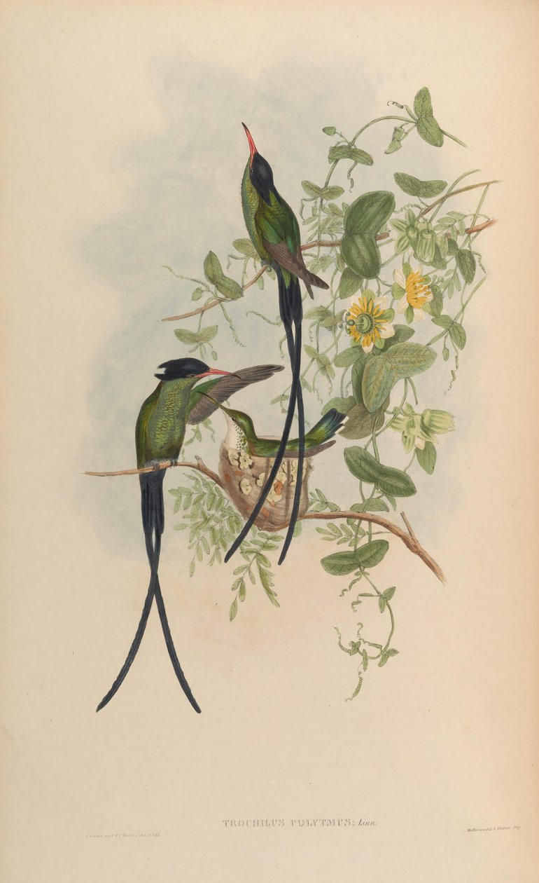 Trochilus polytmus autorstwa John Gould