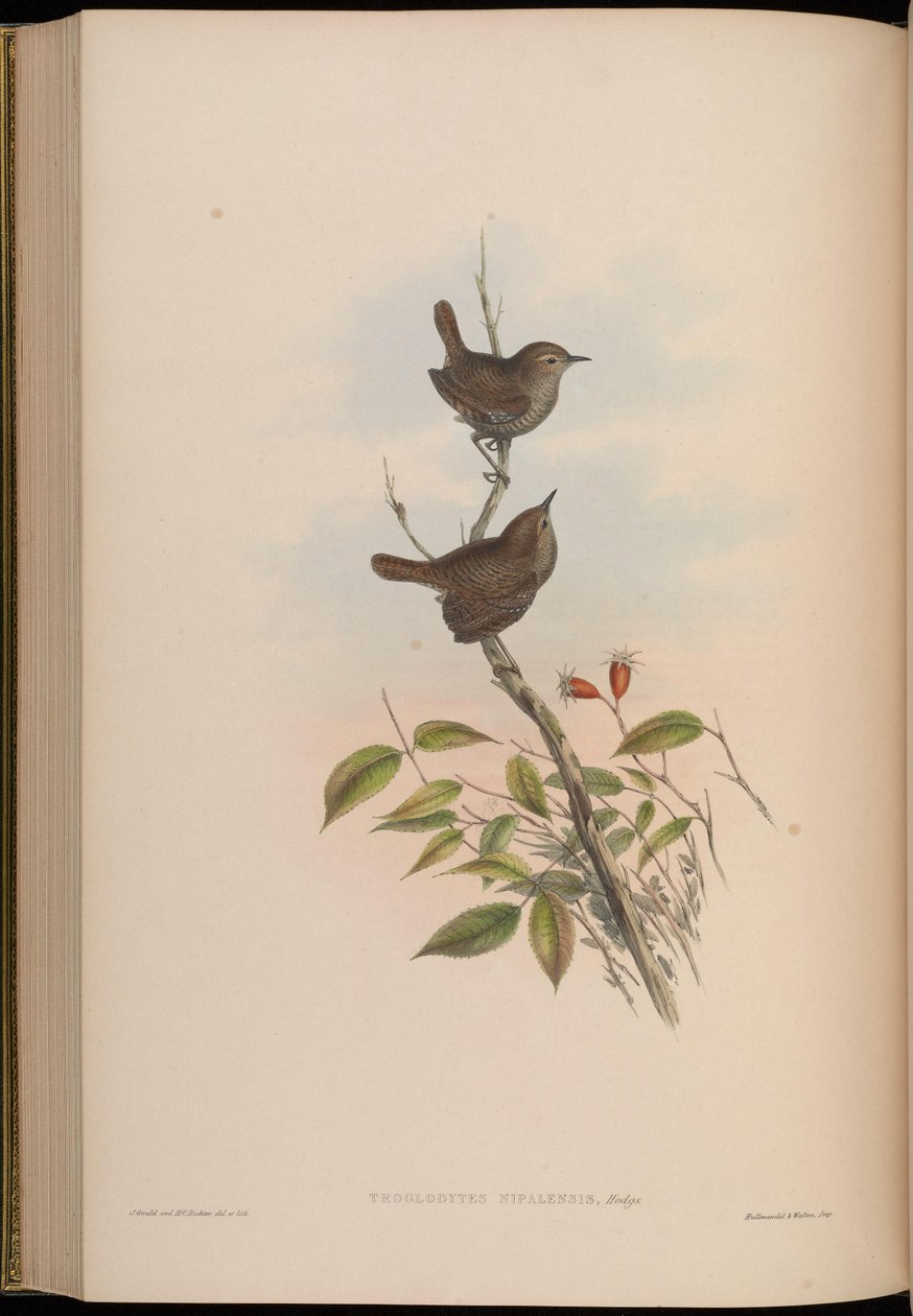Troglodytes nipalensis = Troglodytes troglodytes nipalensis autorstwa John Gould
