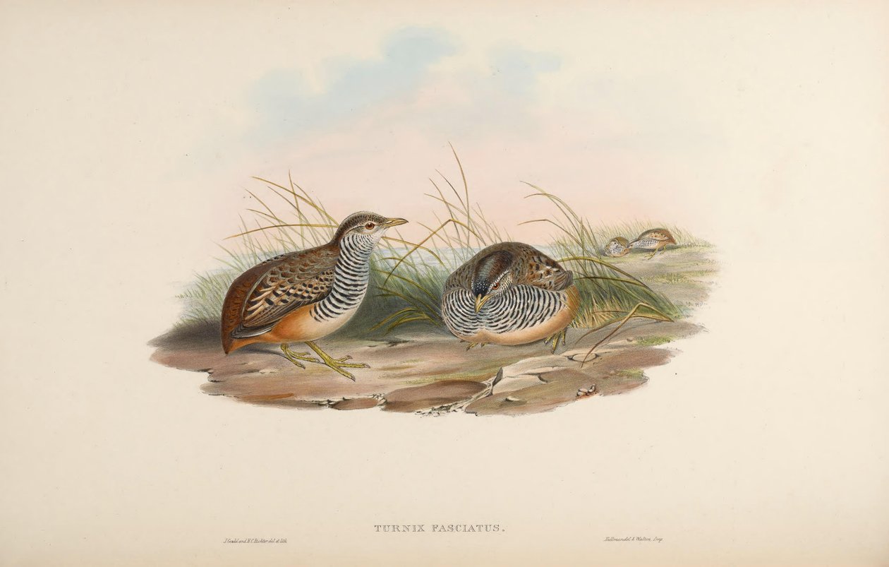 Turnix fasciata = Turnix fasciata fasciata autorstwa John Gould