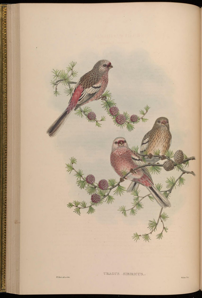 Uragus sibiricus autorstwa John Gould