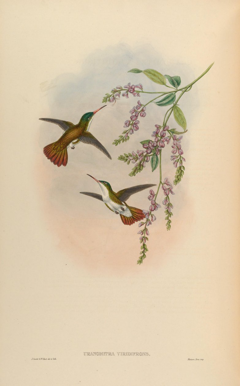 Uranomitra viridifrons = Amazilia viridifrons autorstwa John Gould