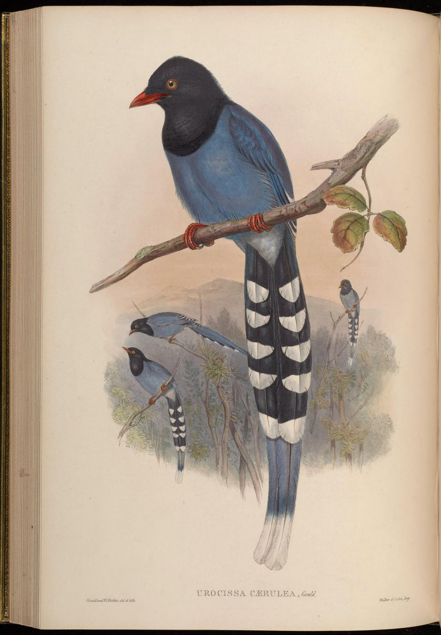 Urocissa caerulea autorstwa John Gould