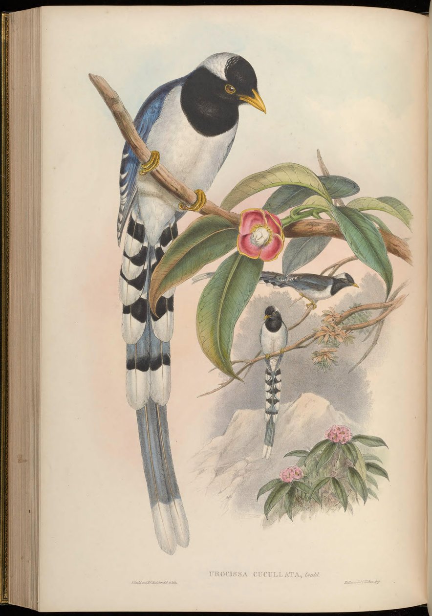 Urocissa cucullata = Urocissa flavirostris cucullata autorstwa John Gould