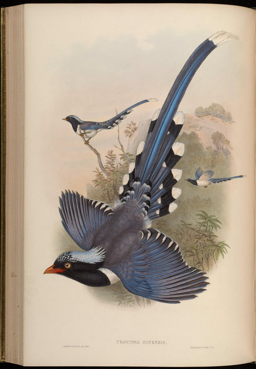 Urocissa sinensis = Urocissa erythrorhyncha autorstwa John Gould