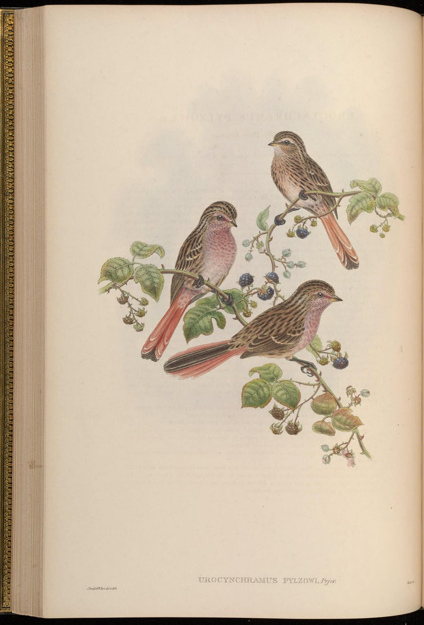 Urocynchramus pylzowi autorstwa John Gould