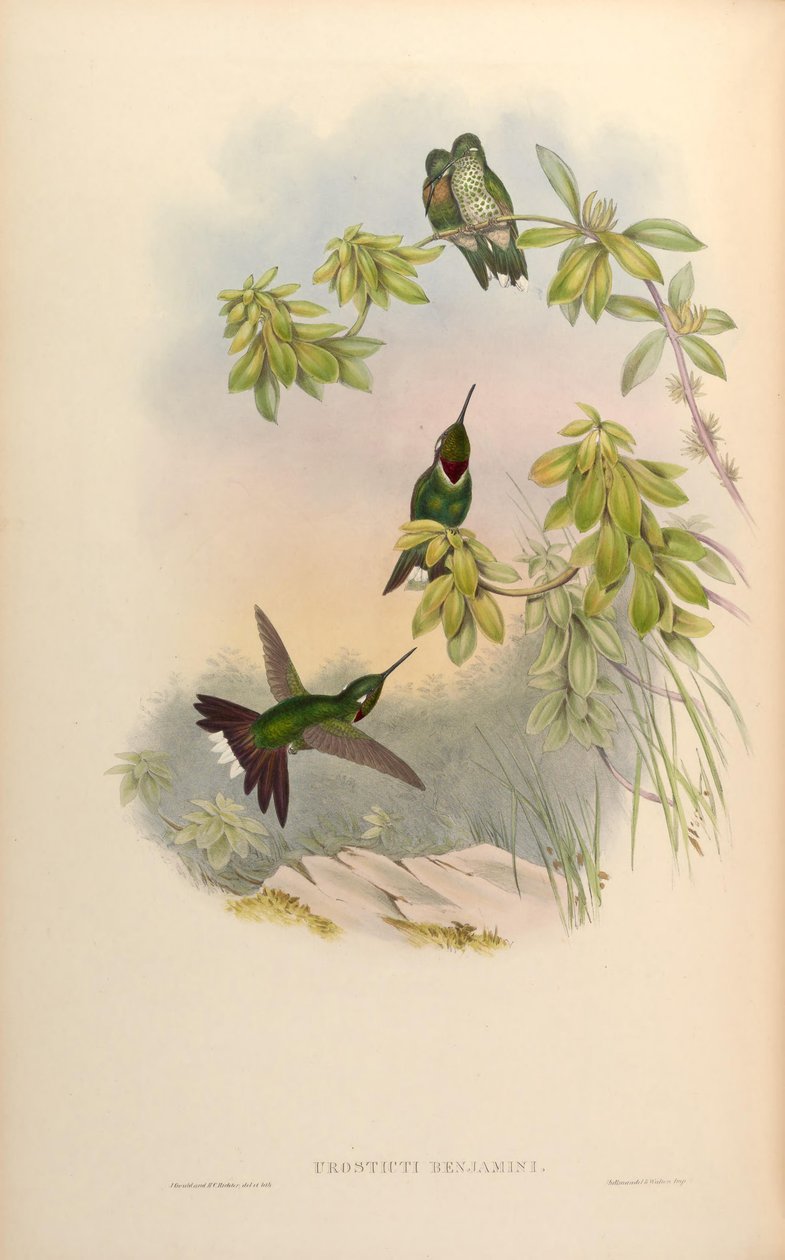 Urosticte benjamini autorstwa John Gould