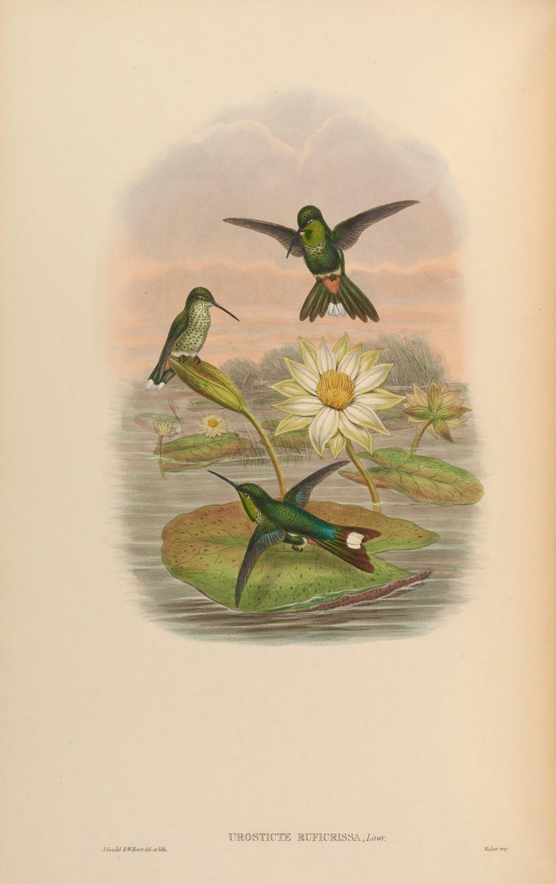 Urosticte ruficrissa autorstwa John Gould