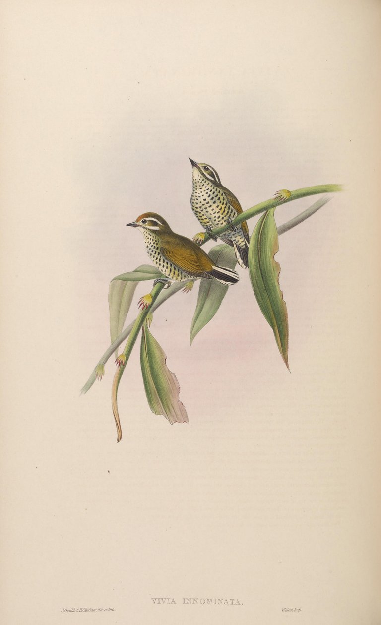 Vivia innominata = Picumnus innominatus autorstwa John Gould