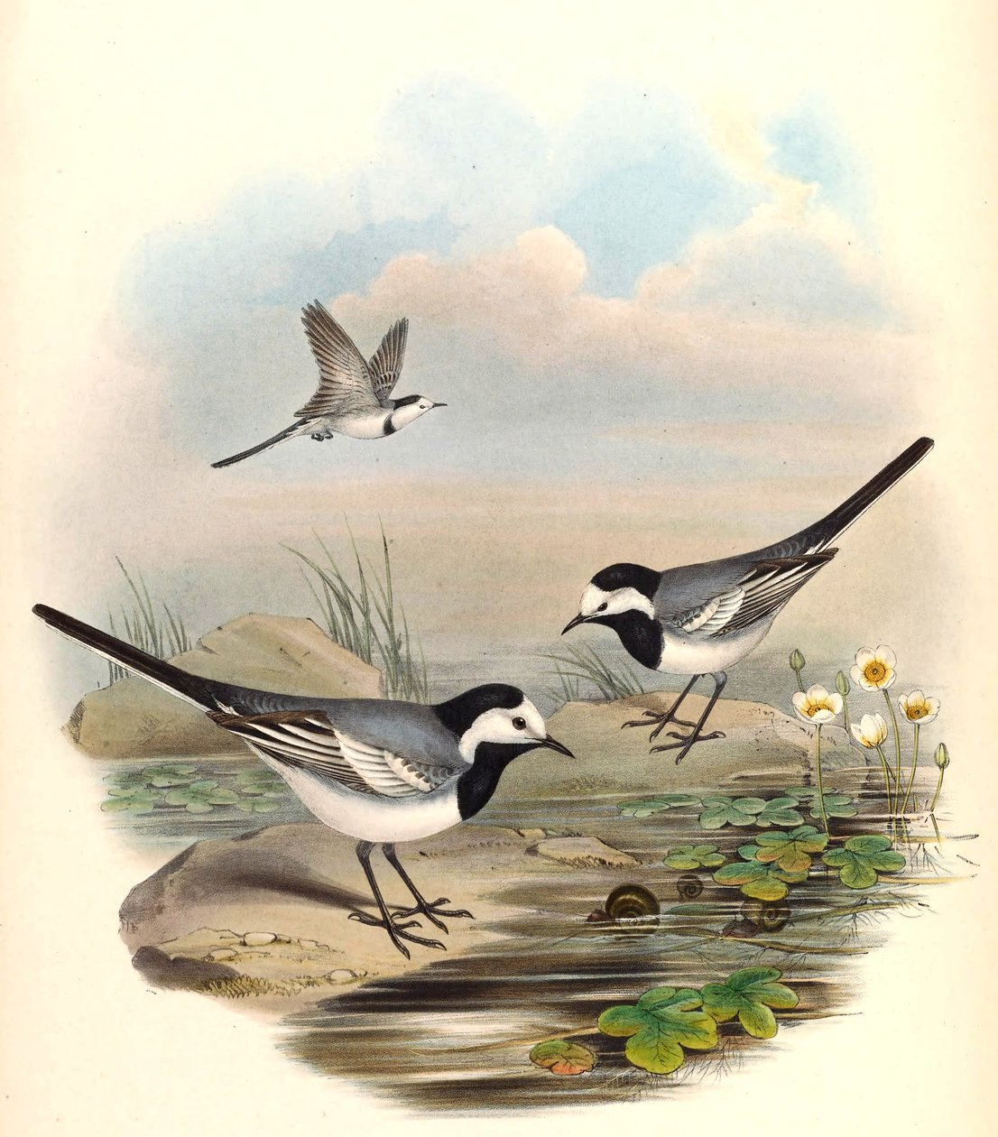 Pliszka siwa Motacilla alba Linnaeus autorstwa John Gould