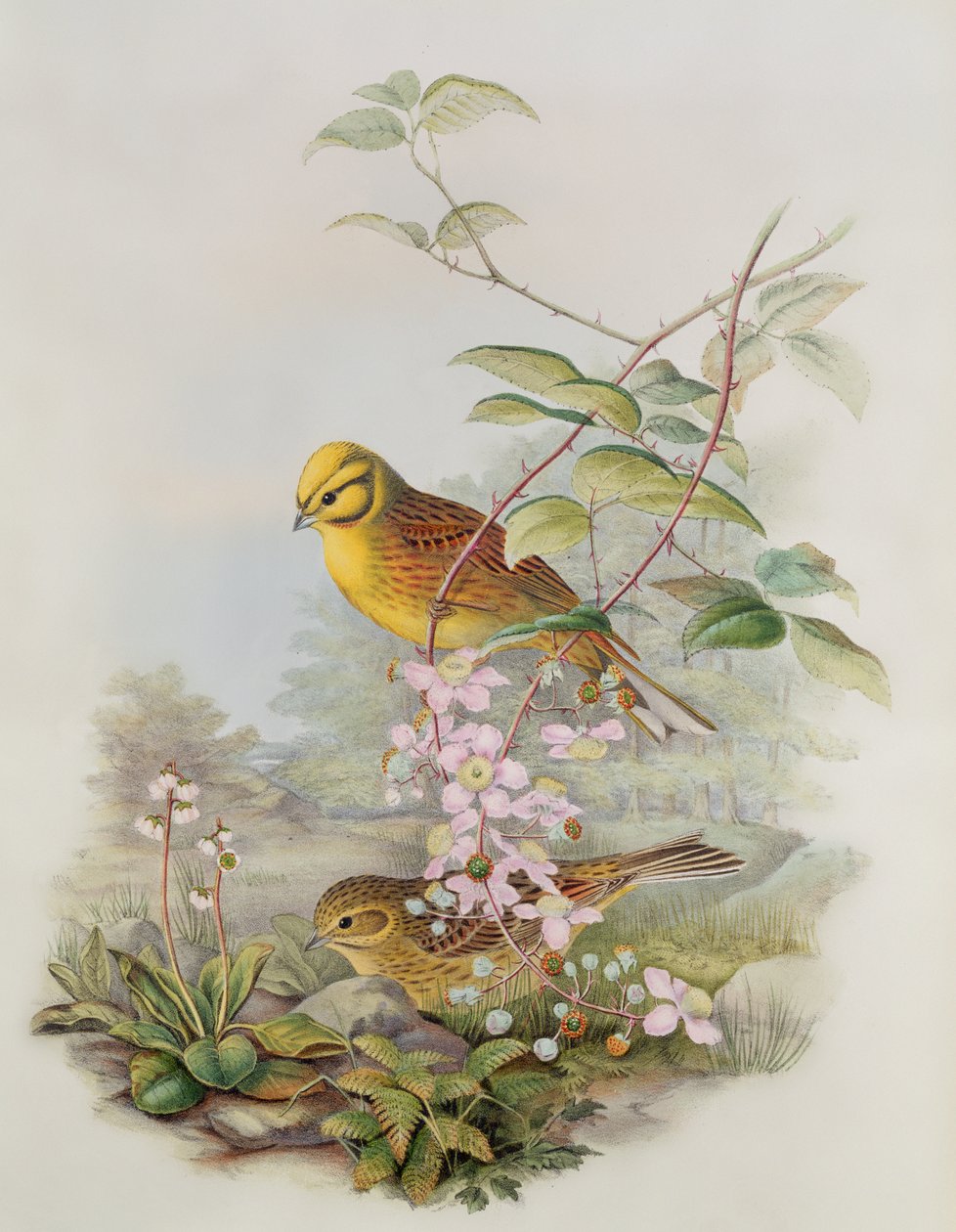 Yellowhammer, 1873 (ołówek, wc na papierze) autorstwa John Gould