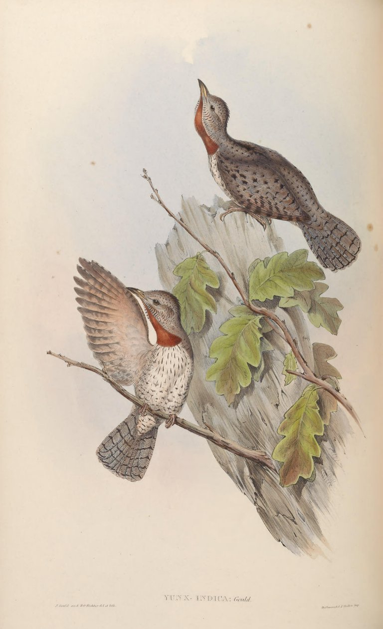 Yunx indica = Jynx ruficollis (syn. J. pectoralis ) autorstwa John Gould