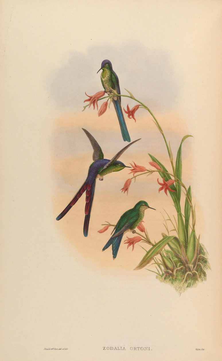 Zodalia ortoni = Lesbia zwycięstwa autorstwa John Gould