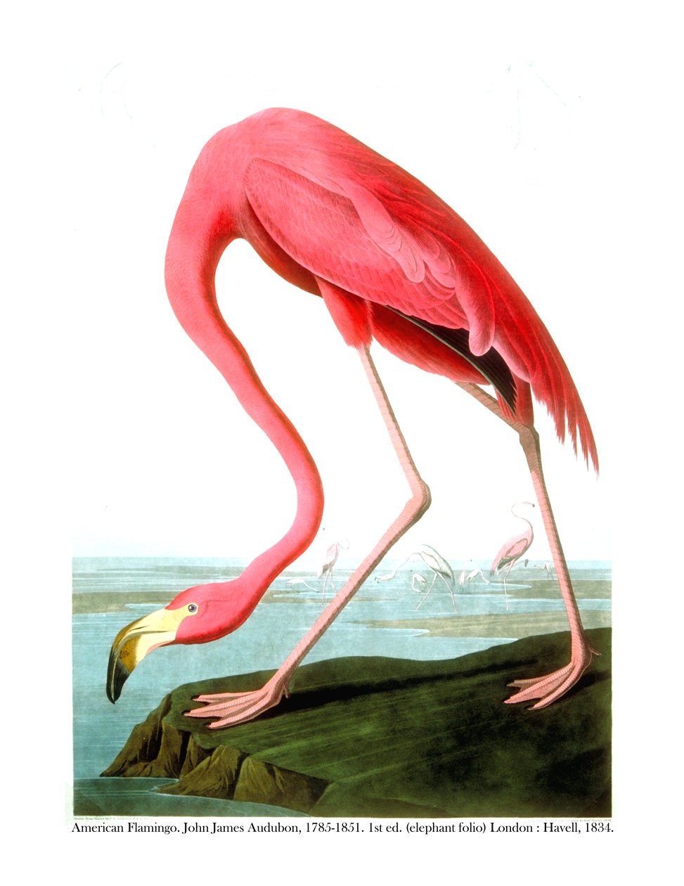 Flaming amerykański, 1834 autorstwa John James Audubon