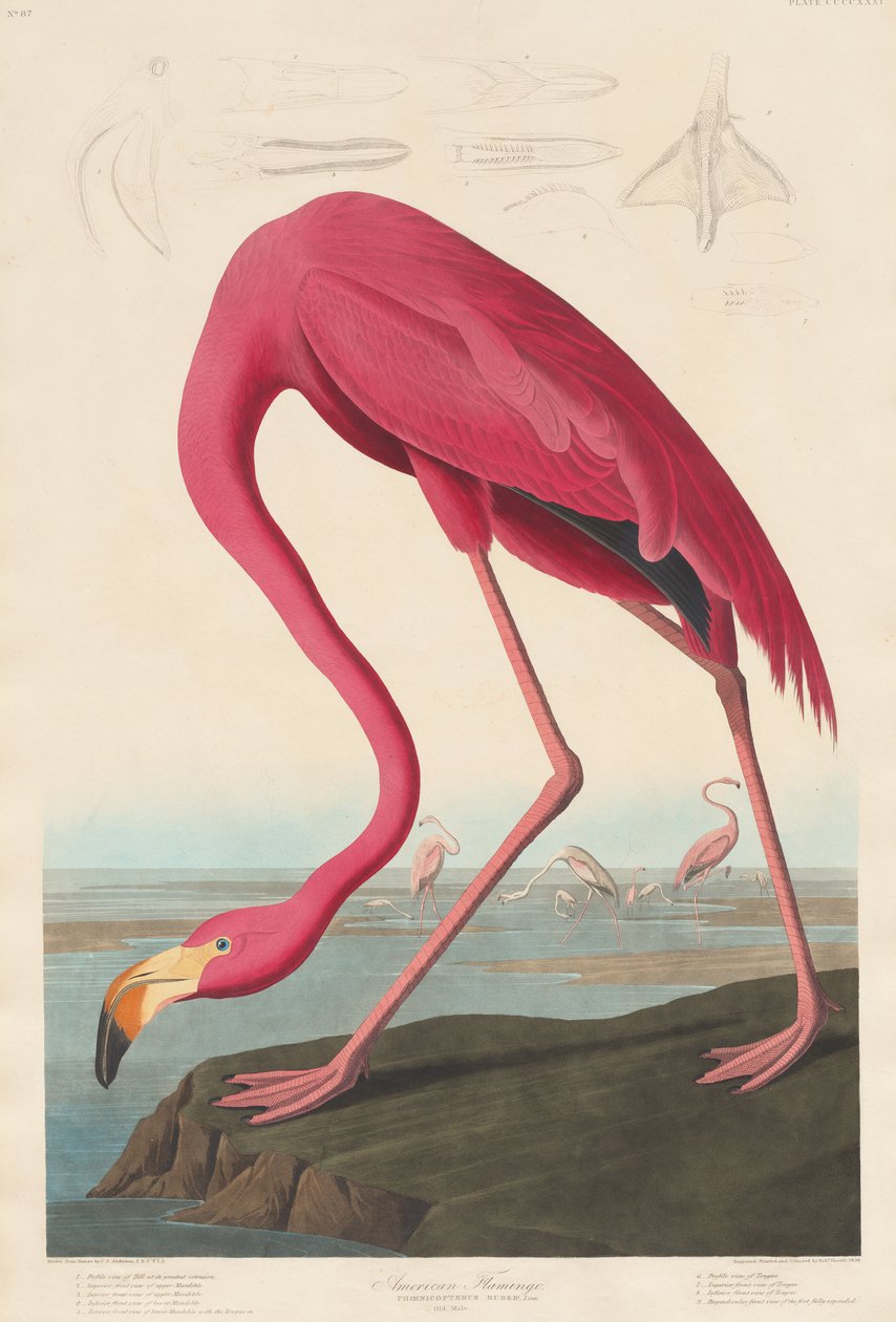 Amerykański flaming, 1838 autorstwa John James Audubon
