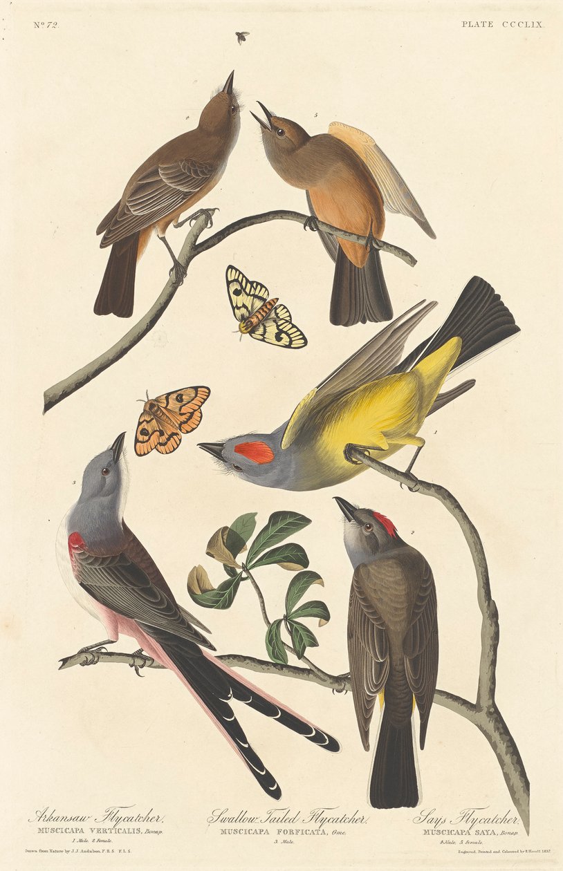 Arkansas Flycatcher, Jaskółcza muchołówka i muchołówka mówi, 1837 autorstwa John James Audubon