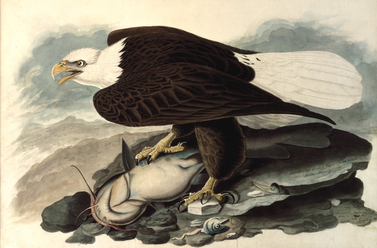 Łysy orzeł, 1828 (wc, pastel i grafit na papierze) autorstwa John James Audubon