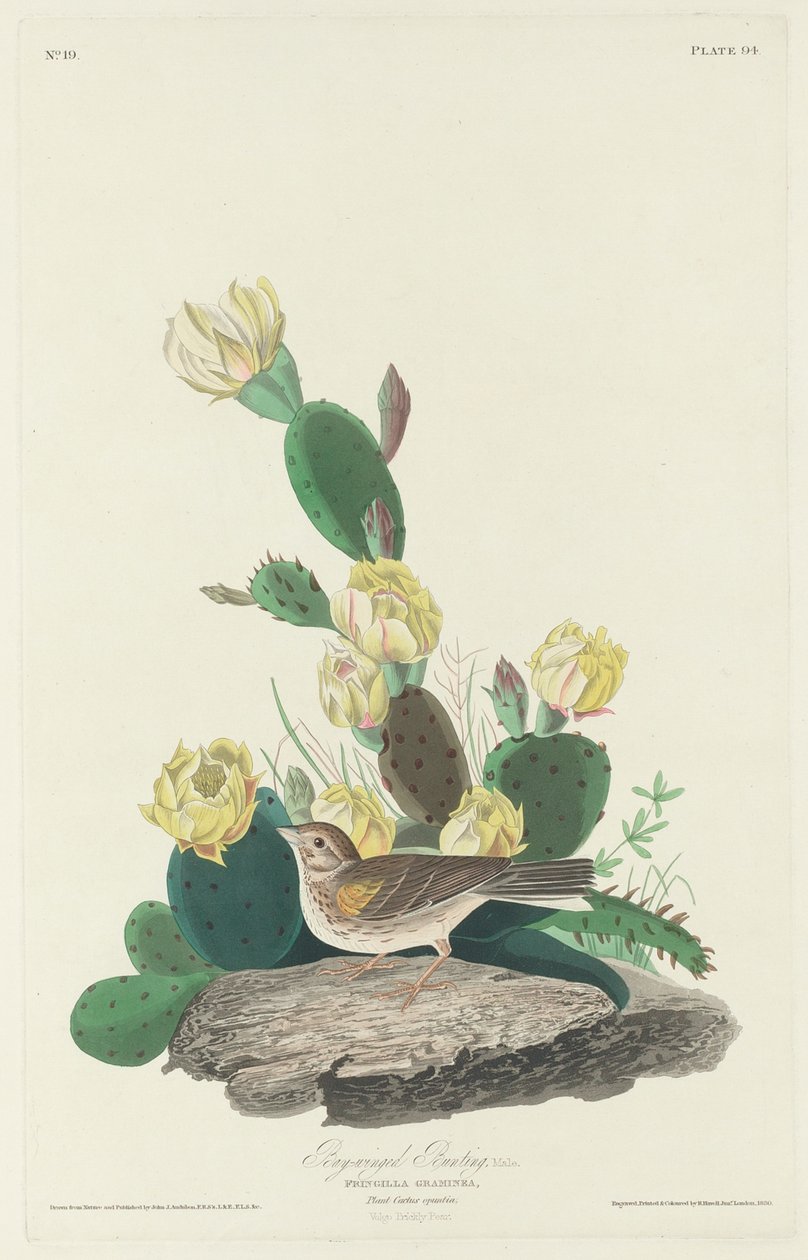 Trznadel skrzydłowy, 1830 autorstwa John James Audubon